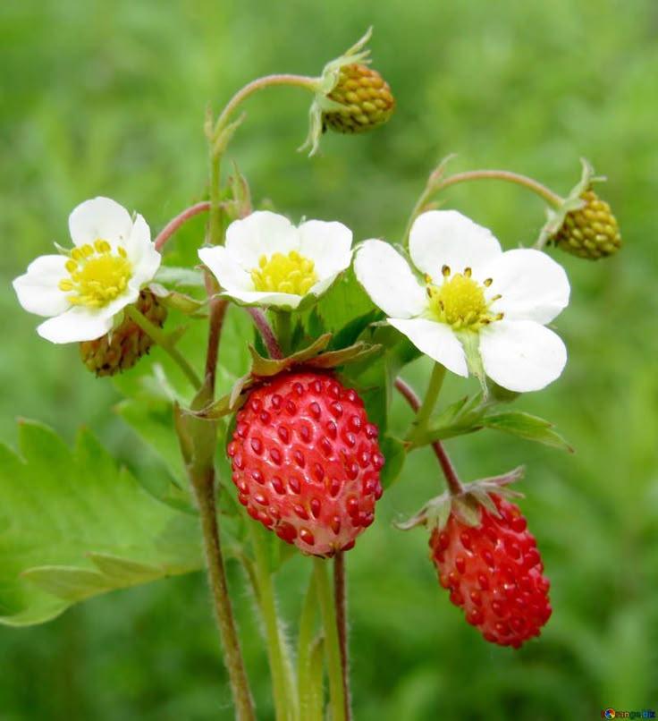 Harvest Berry Blend: Countryside Aromatic Collection