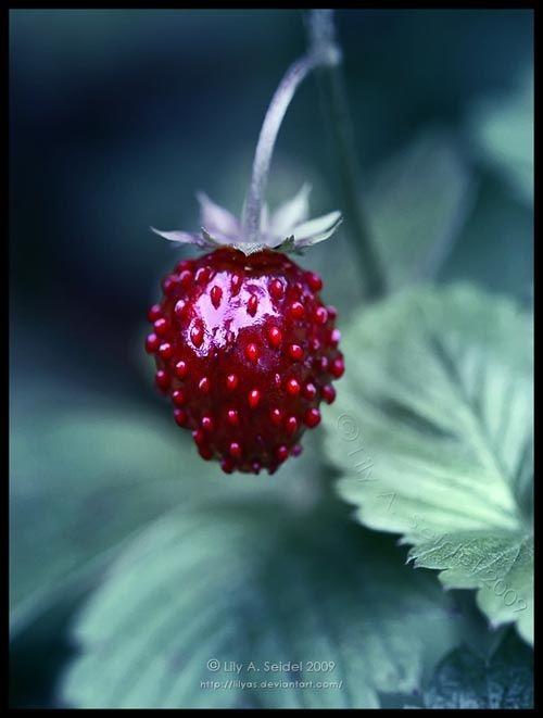 Berry Bounty: Garden-Fresh Jewel Assortment